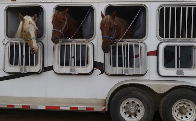 Stalle mobili e veterinari a bordo, il trasporto di Cavalli da corsa e animali esotici