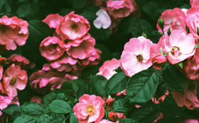 20180606 relex corpo1